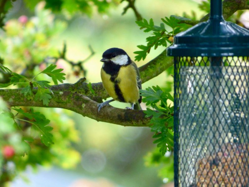 Conservation-Environmental-Stewardship